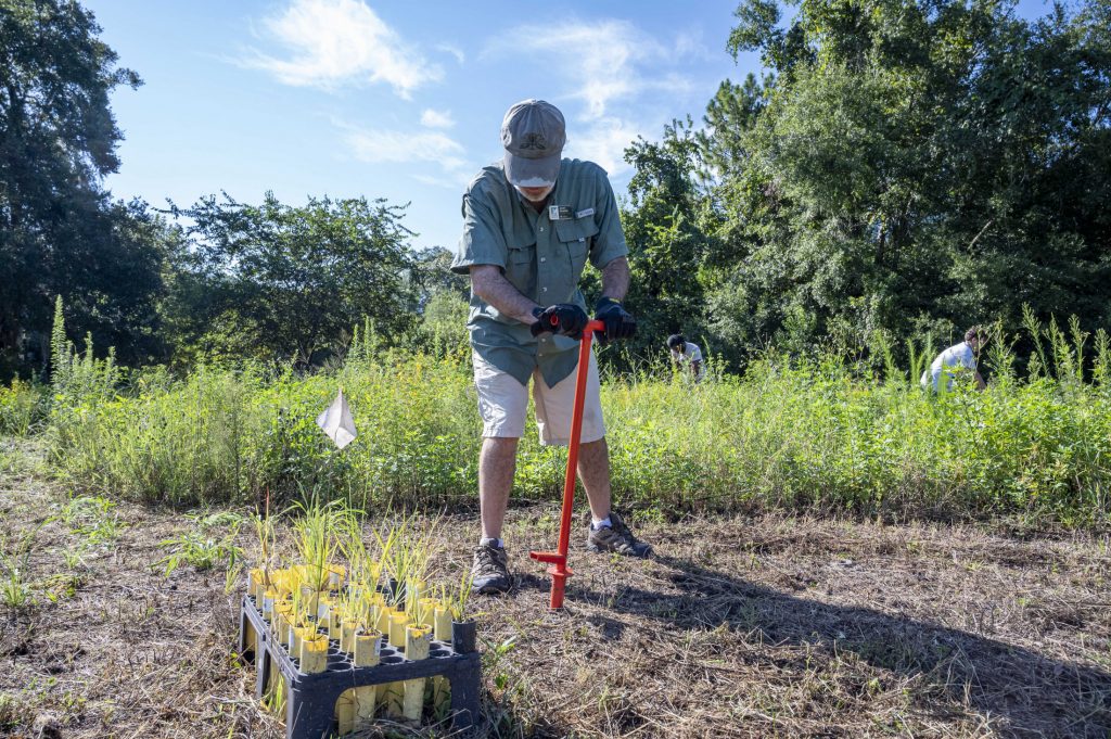 Person using a shovel to dig holes for plants.