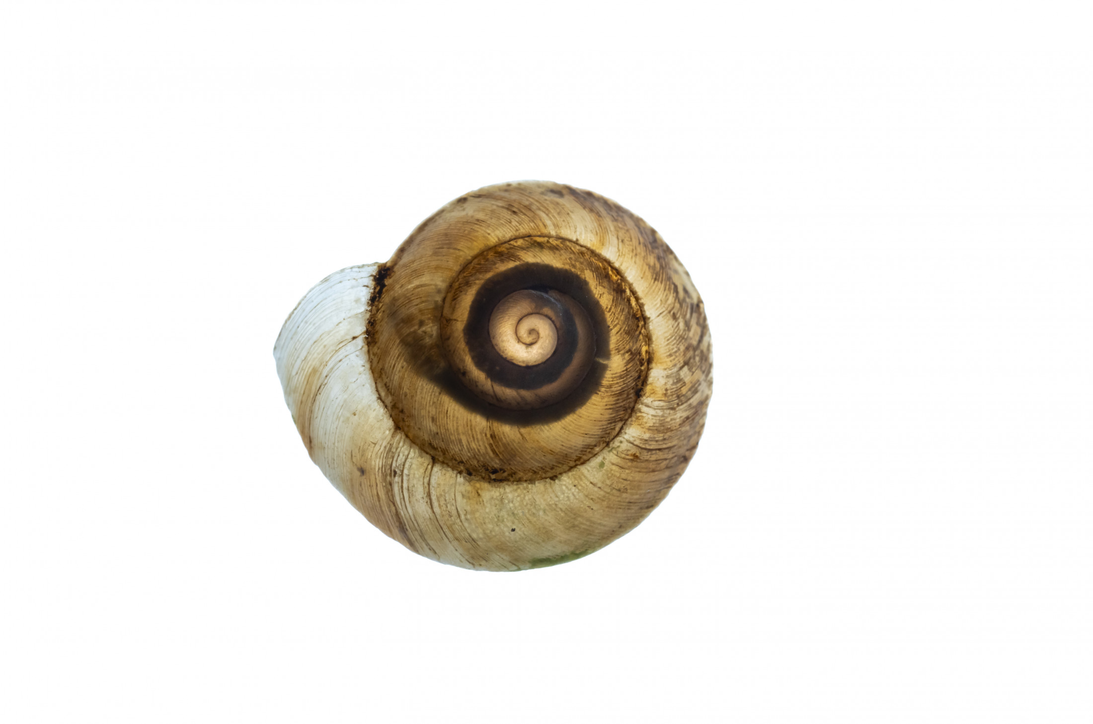 Against a white backdrop, a tightly coiled brown snail shell with defined ridges is illuminated from behind.