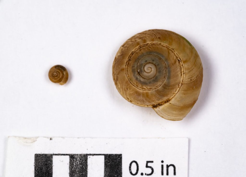 Two frisbee shaped snail shells are displayed above a 0.5 inch bar for scale. One is about 0.1 inches wide and the other is about 0.5 inches wide.
