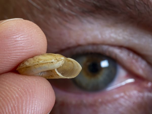 A small snail shell is held between two fingers, with a human eye dominating the background.