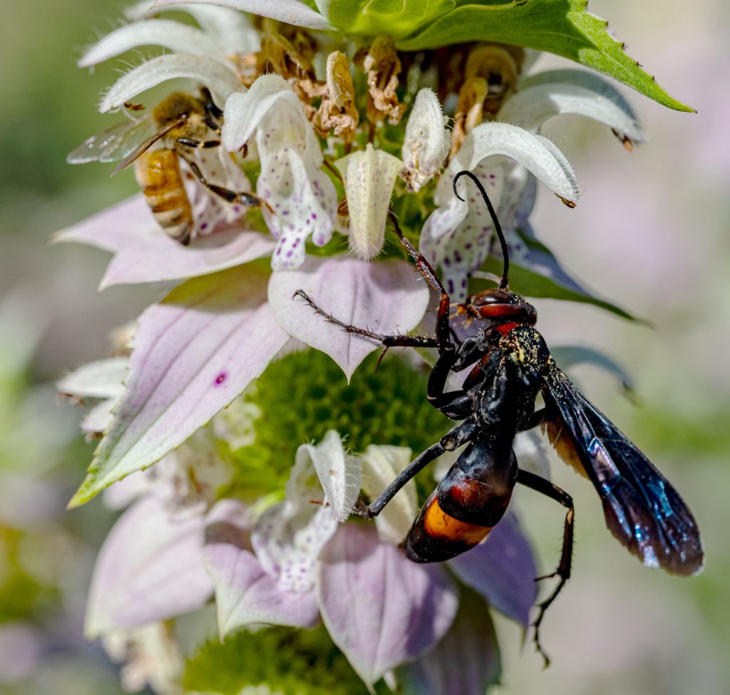 Bee and wasp sip on nectar from flowers