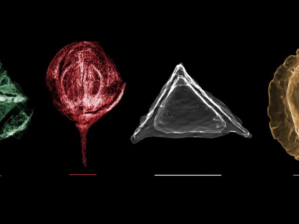 CT scans of four fossils. From left to right: fruit, viewed from above; fruit viewed from side; pyrene viewed from above; pyrene viewed from the side.