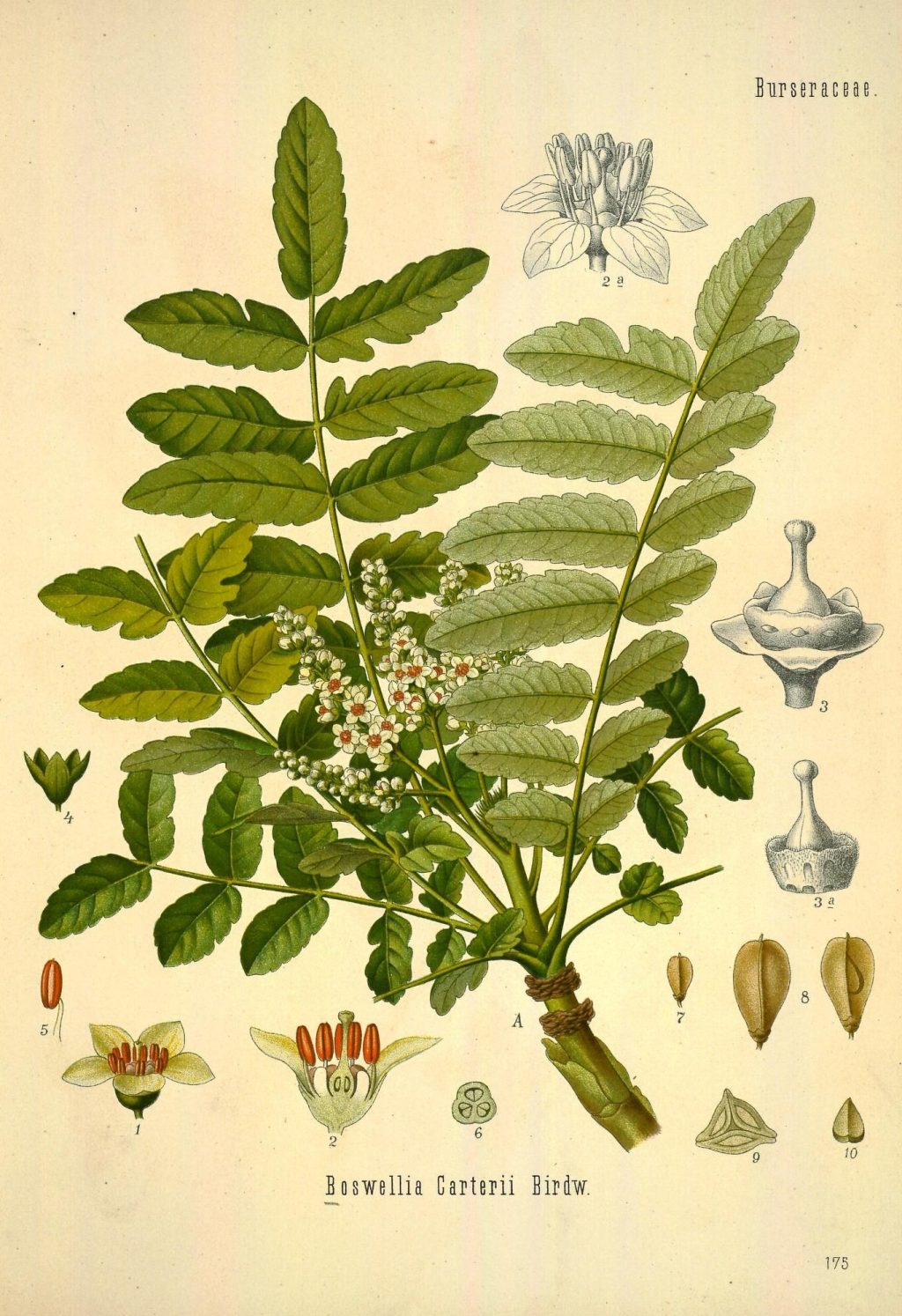 Old illustration of a species in the genus Boswellia.