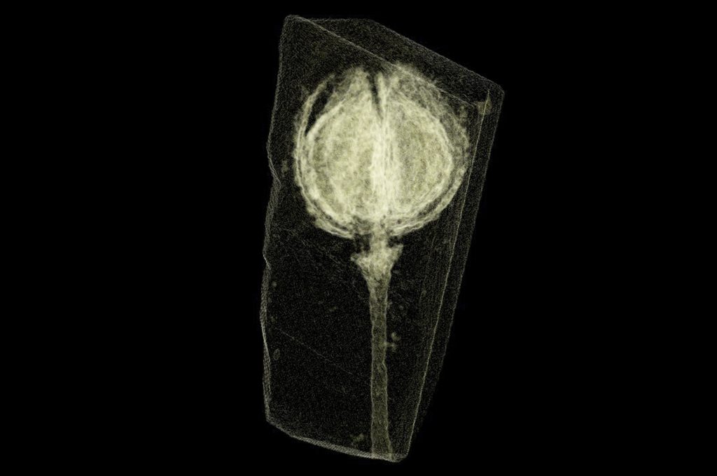 CT scan of fossil fruit embedded in rock matrix.