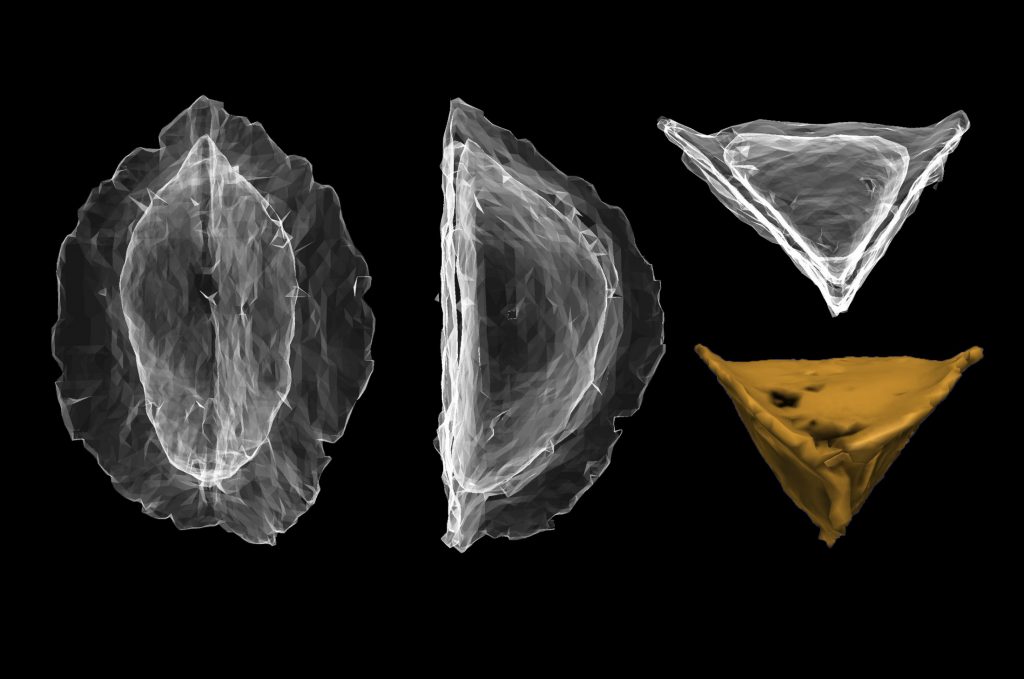 Four CT scans of fossil pyrenes at different angles.