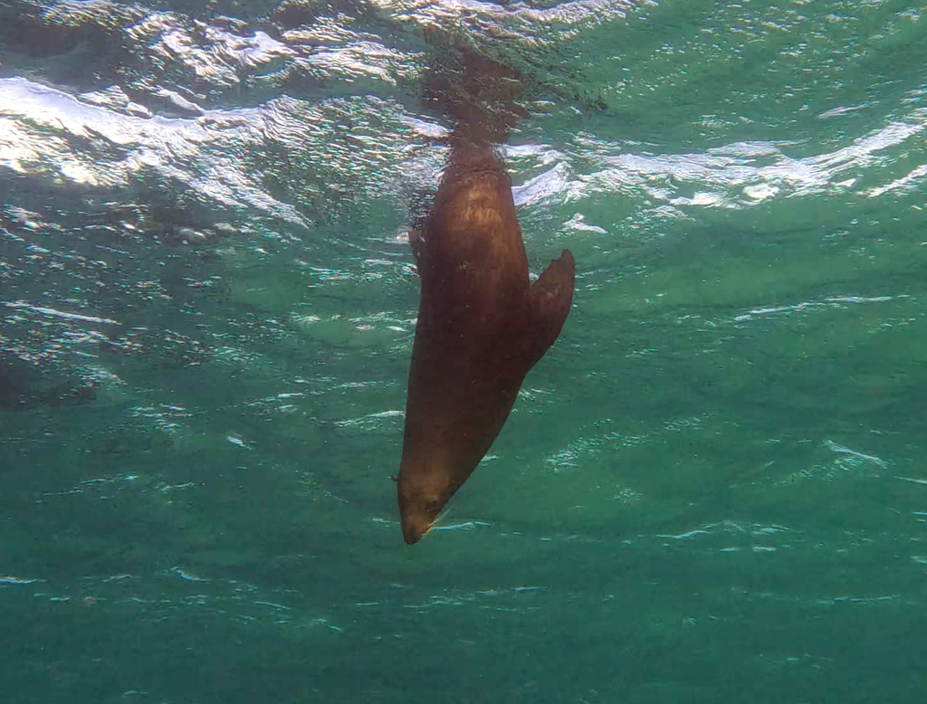 Underwater photo of a New Zealand Fur Seal swimming.