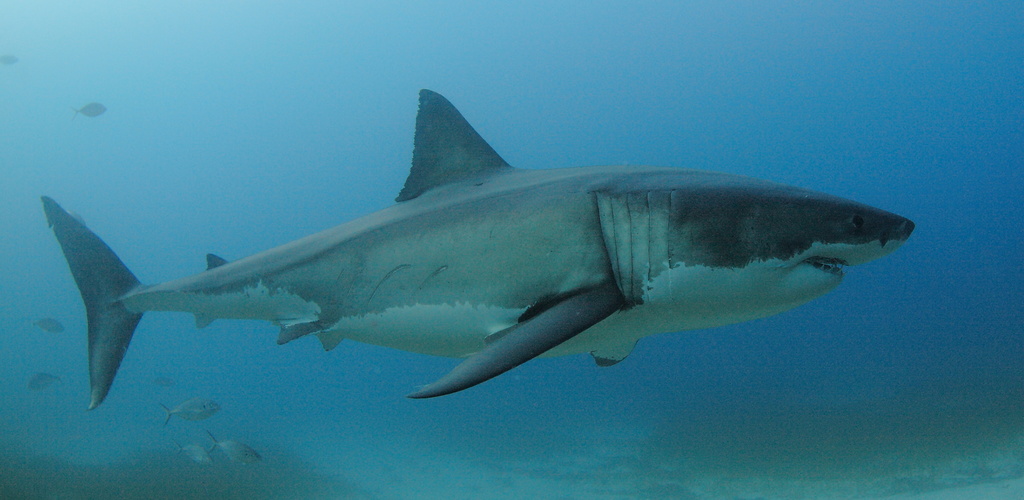 A great white shark, photographed from the side, swimming.
