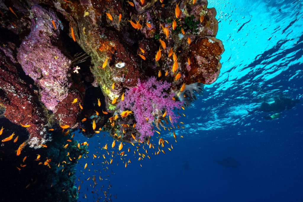 Section of an overhanging reef structure encrusted with coral and surrounded by fish.