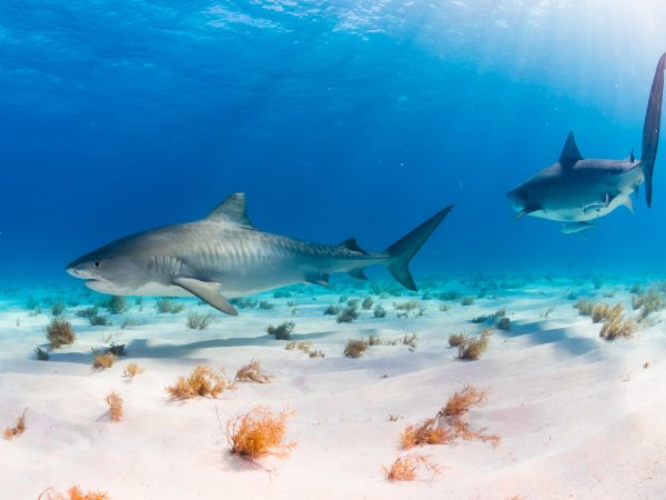 Underwater photo of a tiger shark swimming towards the camera. There are fish in the background.