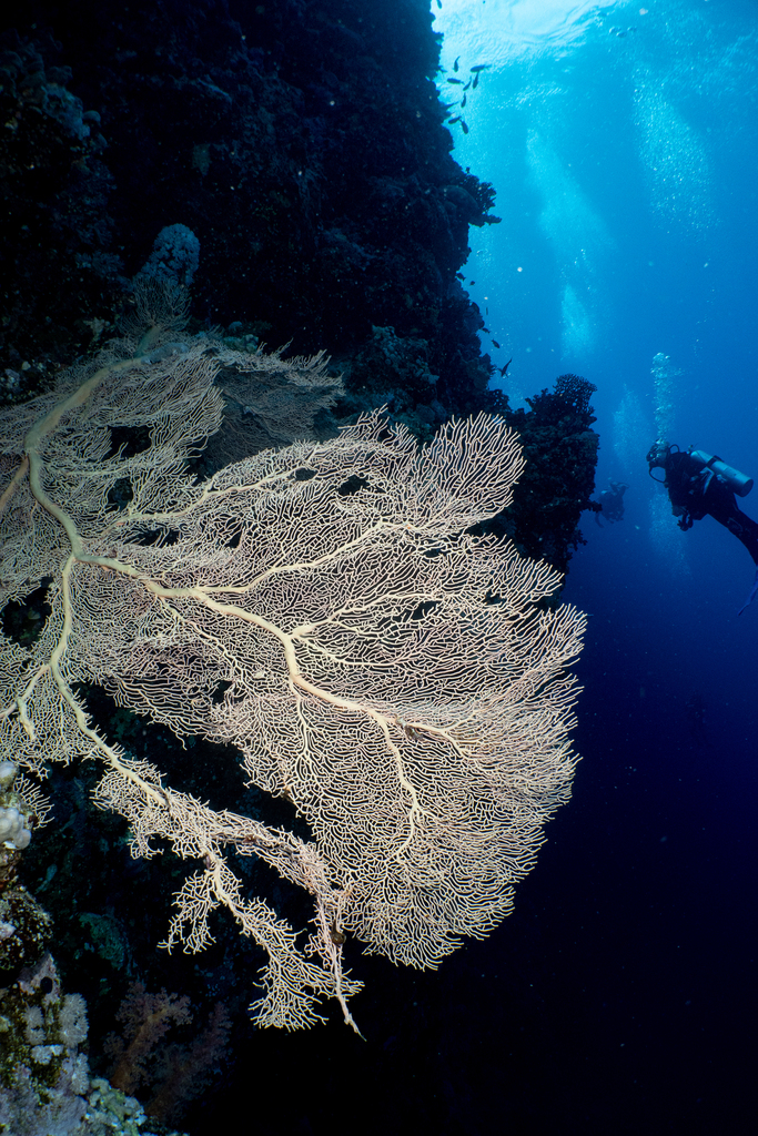Underwater photo with a large fan-shaped coral in the foreground and a scuba diver in the distant background.