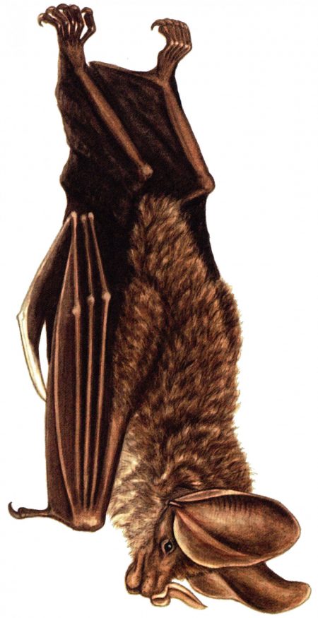 Illustration of bat