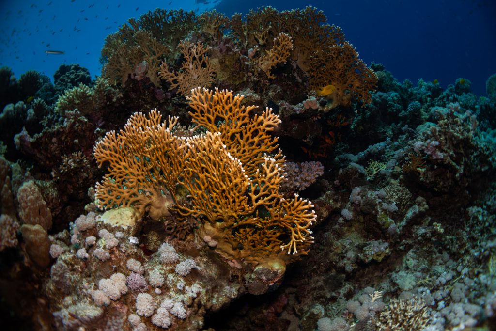 Photograph of a coral.