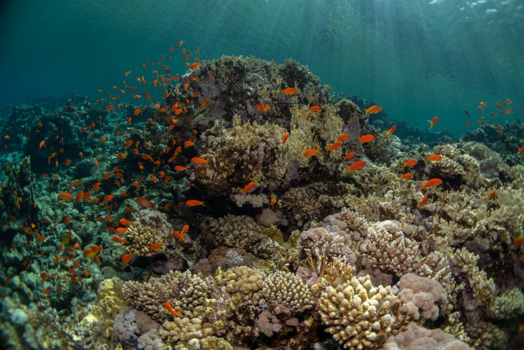 Section of a coral reef with fish swimming in the foreground.