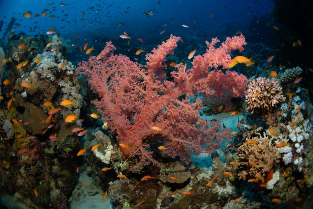 Photograph of coral and fish.