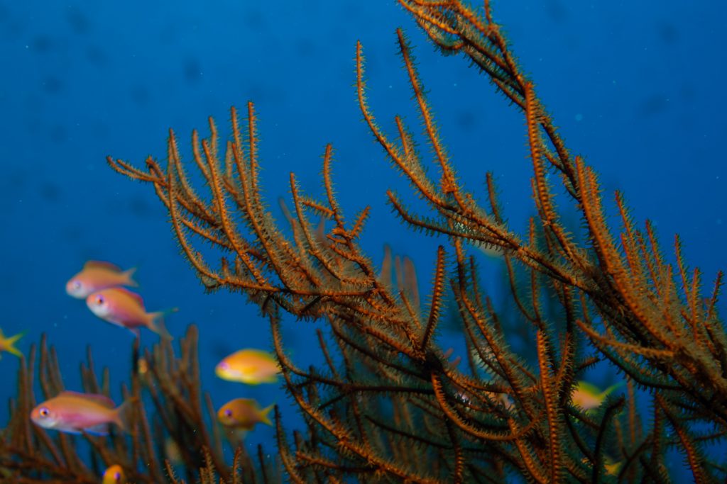 Photograph of fish swimming near a coral reef.