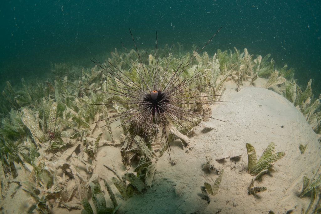Sea anemone in front of seagrass.