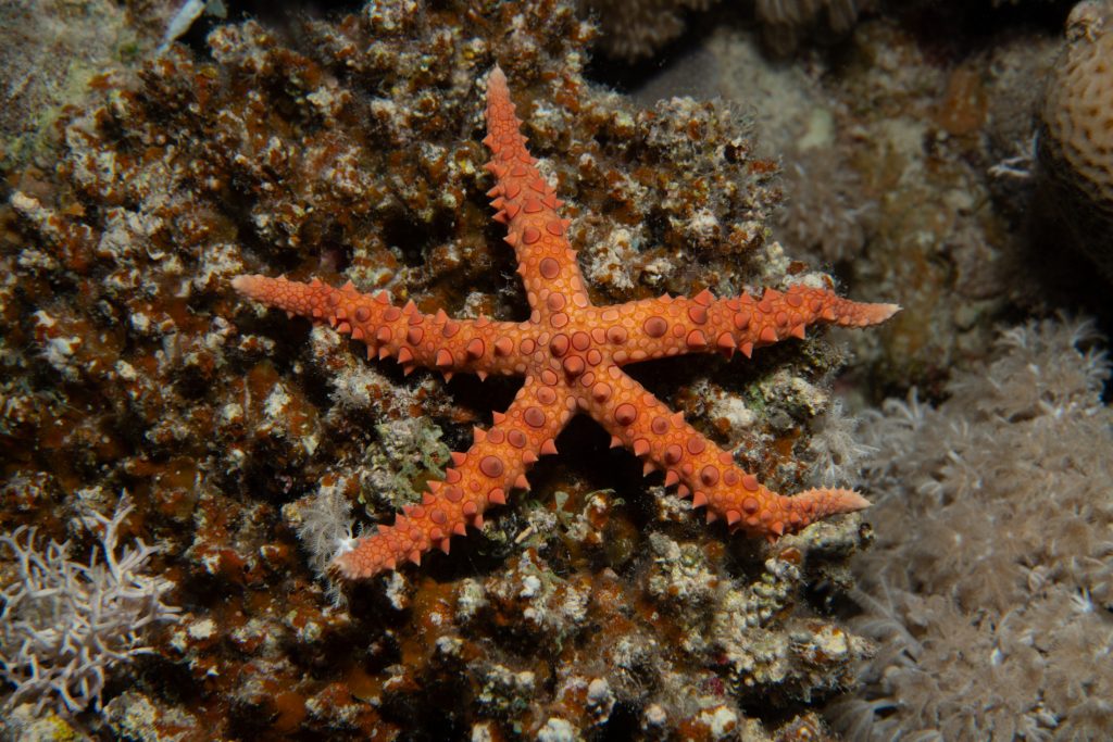 Photograph of a starfish.