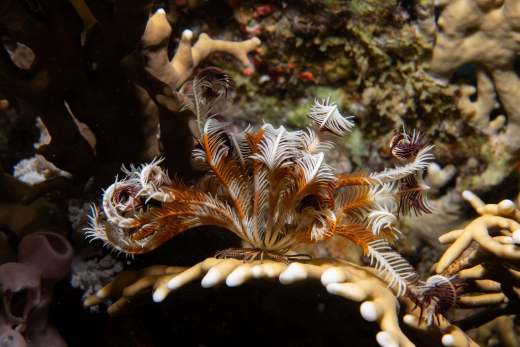 Photograph of a feather star on a coral reef.