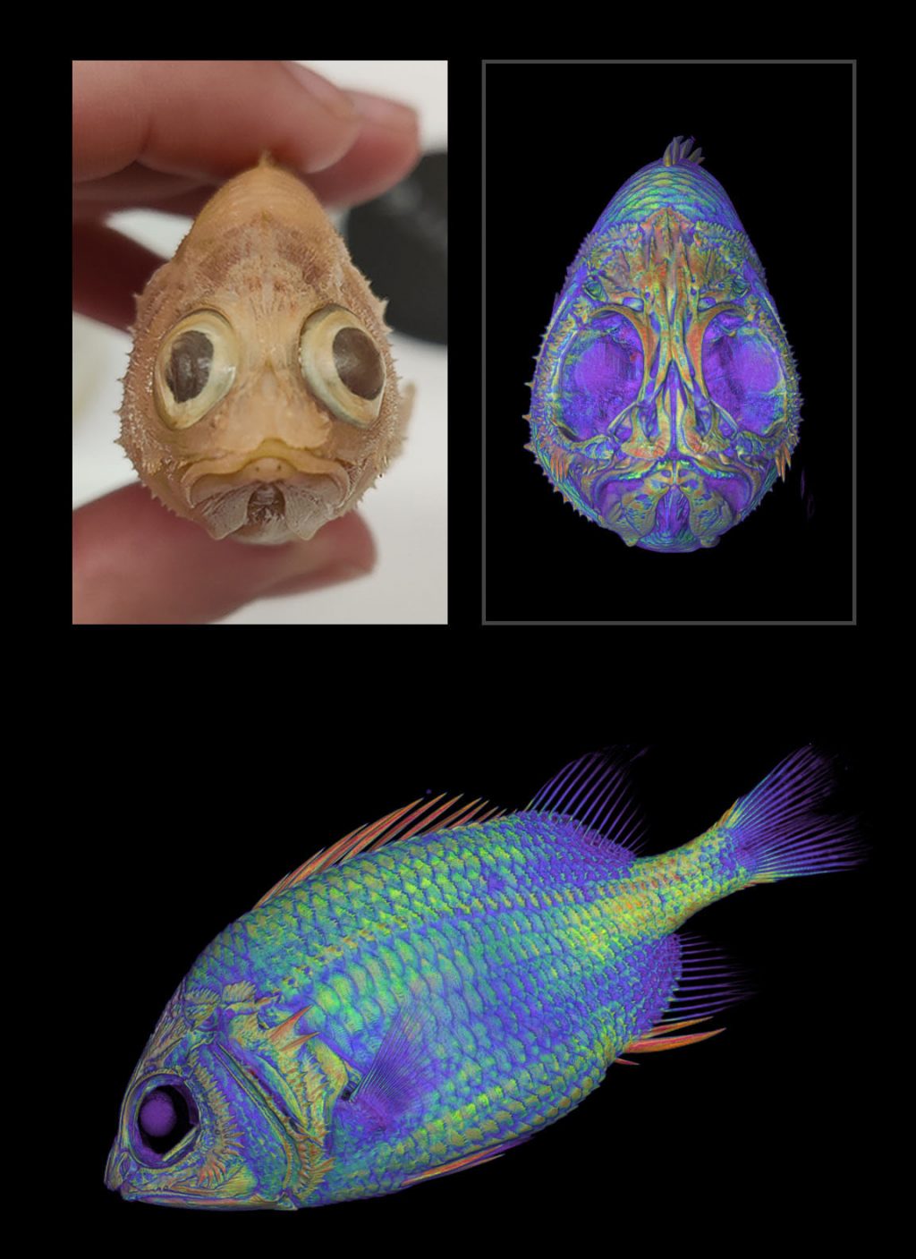 Fish specimen side by side with its digital reconstruction, the latter seen from two angles.