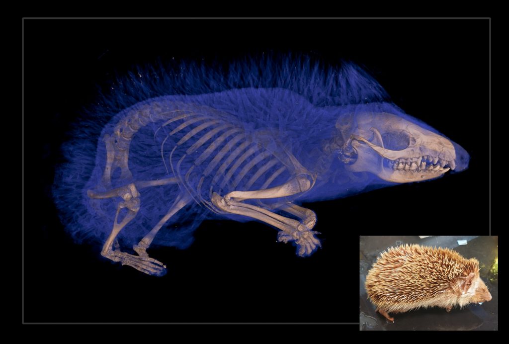 Hedgehog specimen side by side with its digital reconstruction.