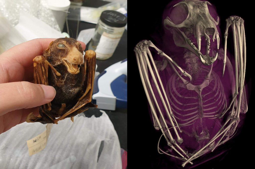 Photograph of a preserved bat specimen side by side with its digital reconstruction.