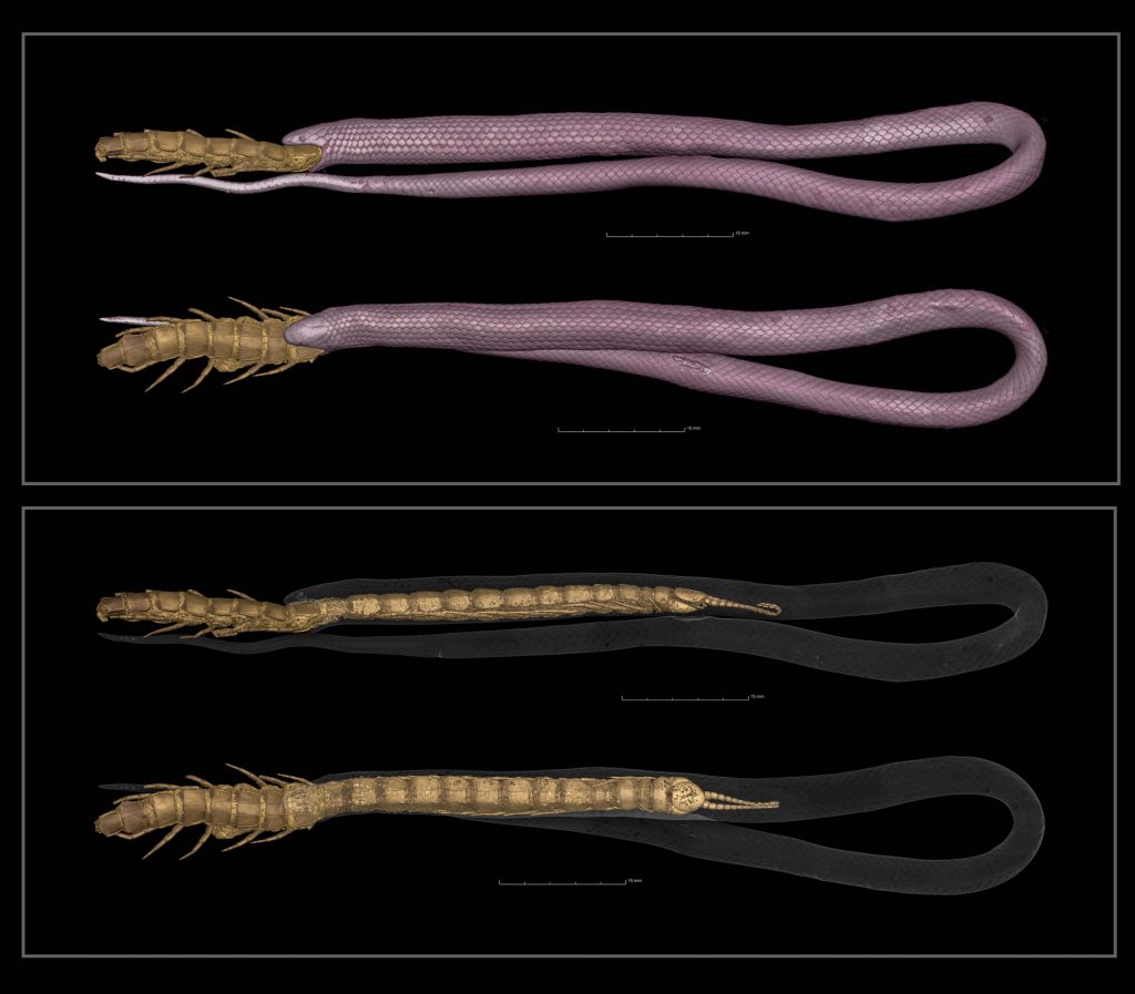 Digital image of a snake consuming a centipede.