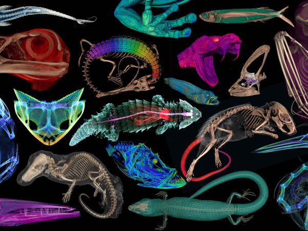 Collage of several animal digital reconstructions.