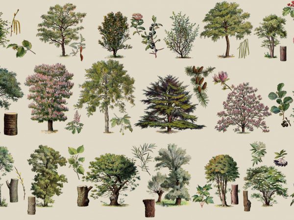 Illustrations of several tree species arranged in rows with close ups of flowers, leaf morphology, and trunk shape.