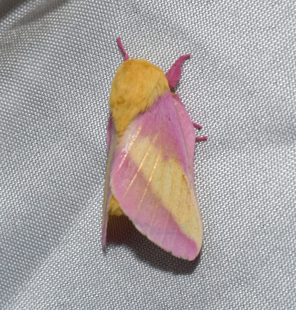 Small moth on a white canvas.