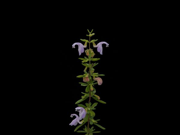 A single strait stem with leaves and purple flowers set against a black background