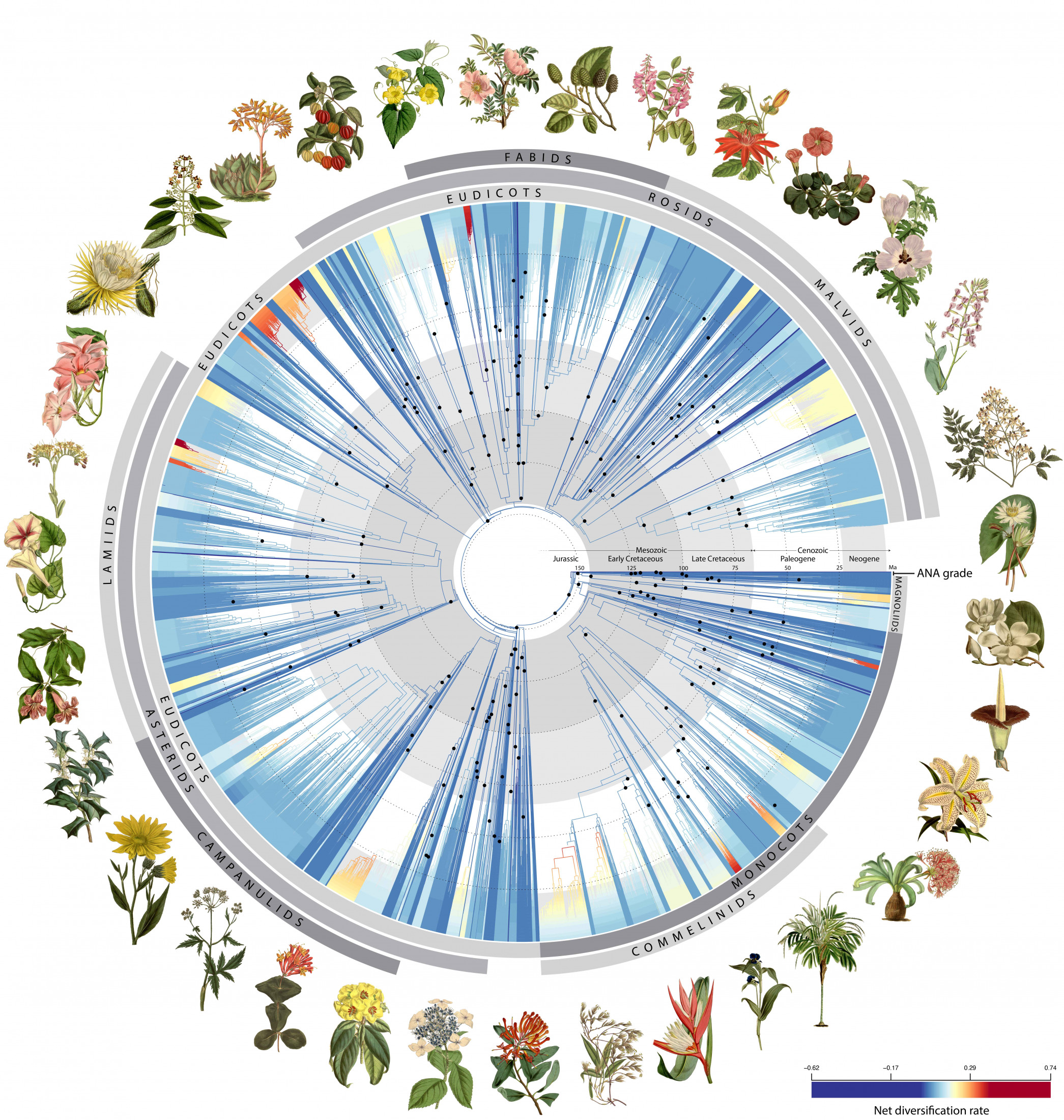 Circular phylogeny of flowering plants with diversification rate shift changes along the branches and illustrations of species around the tips. 