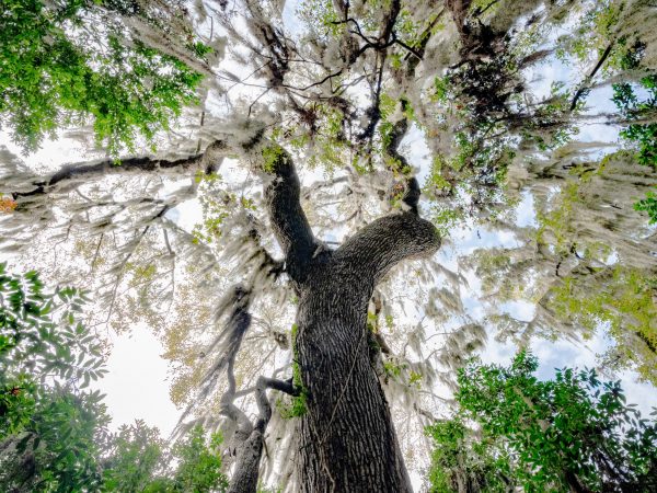 Picture of a tree and forest canopy from below.