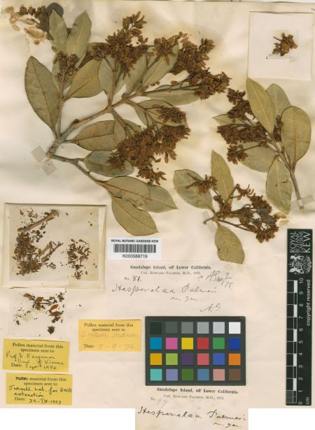 Plant specimens on a herbarium sheet.