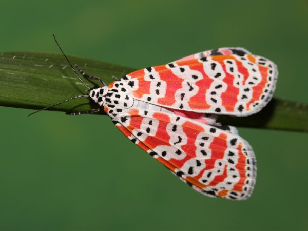 Moth sits on a leaf or stem