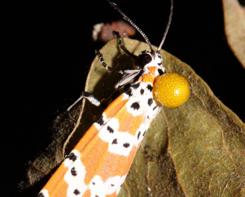 Moth exudes a small globule of noxious alkaloid.