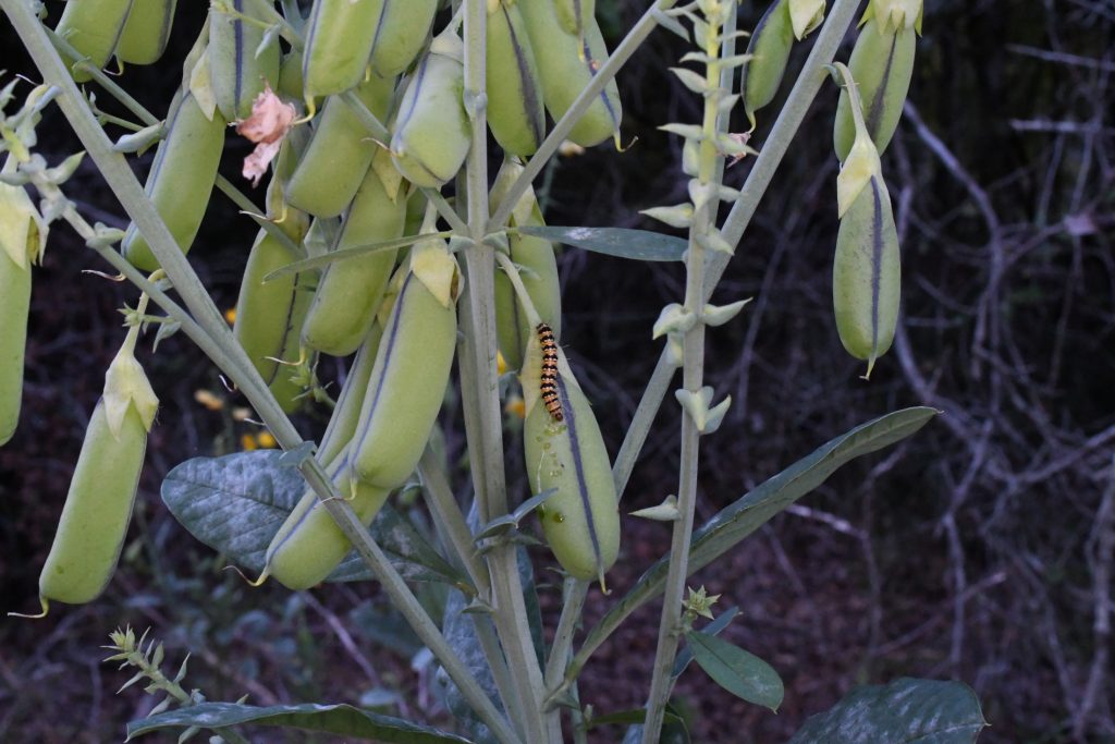 Caterpillar has located the plant's succulent fruit and looks ready to chow down.