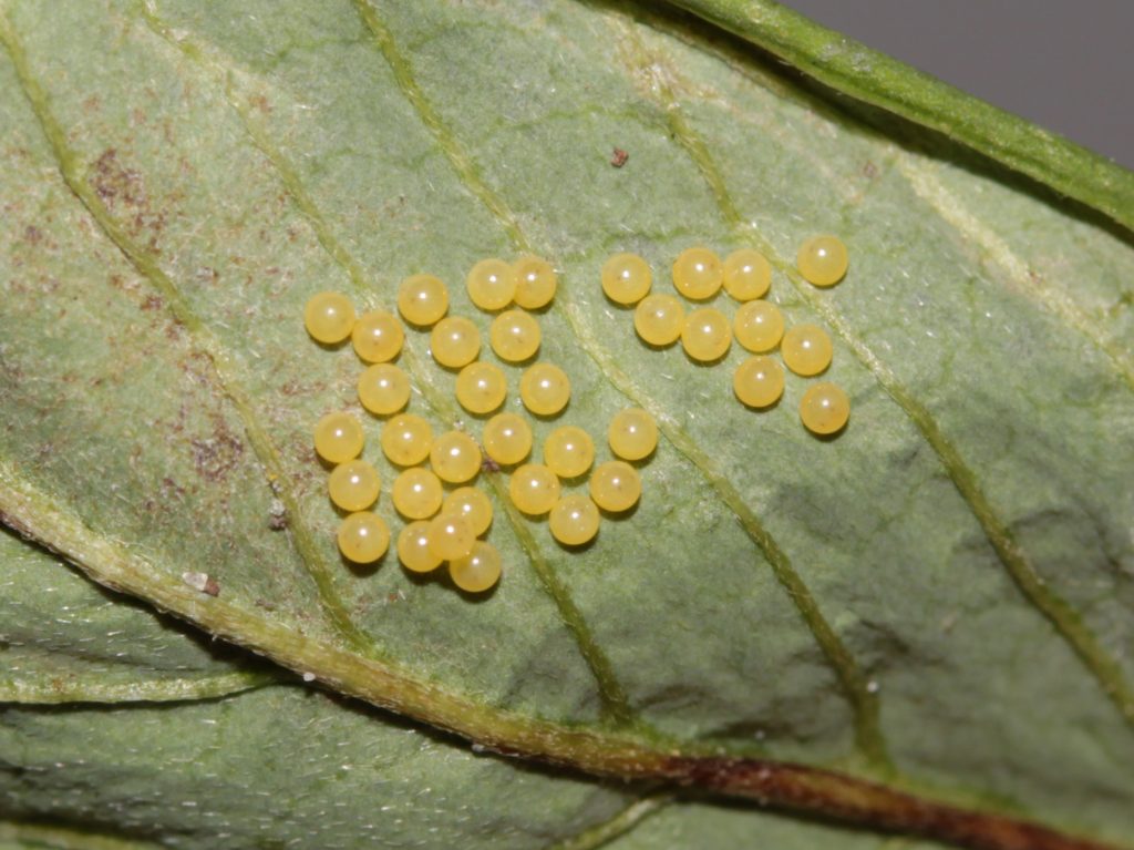 Close-up of moth eggs on leaf.