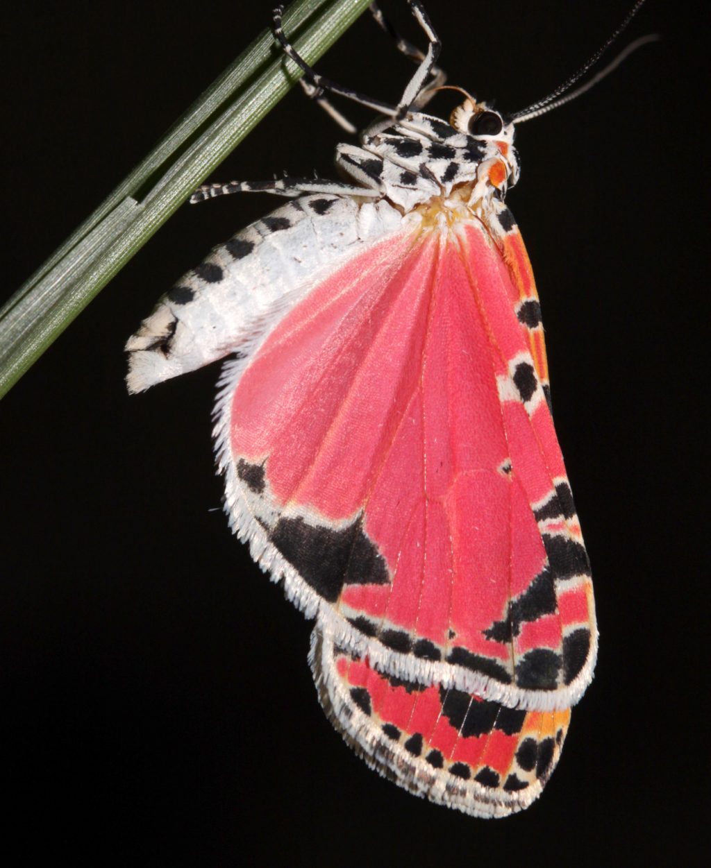 Moth rests on stem or leaf.