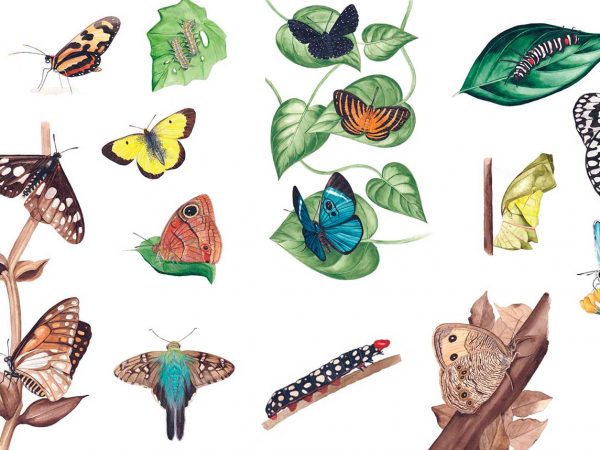Illustration of several different butterflies in multiple life stage.