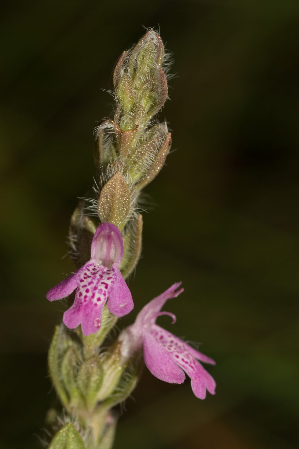 pink flowers with spotted pink and white centers blooming from a center stem. The small leaves on the stem have thin white hairs