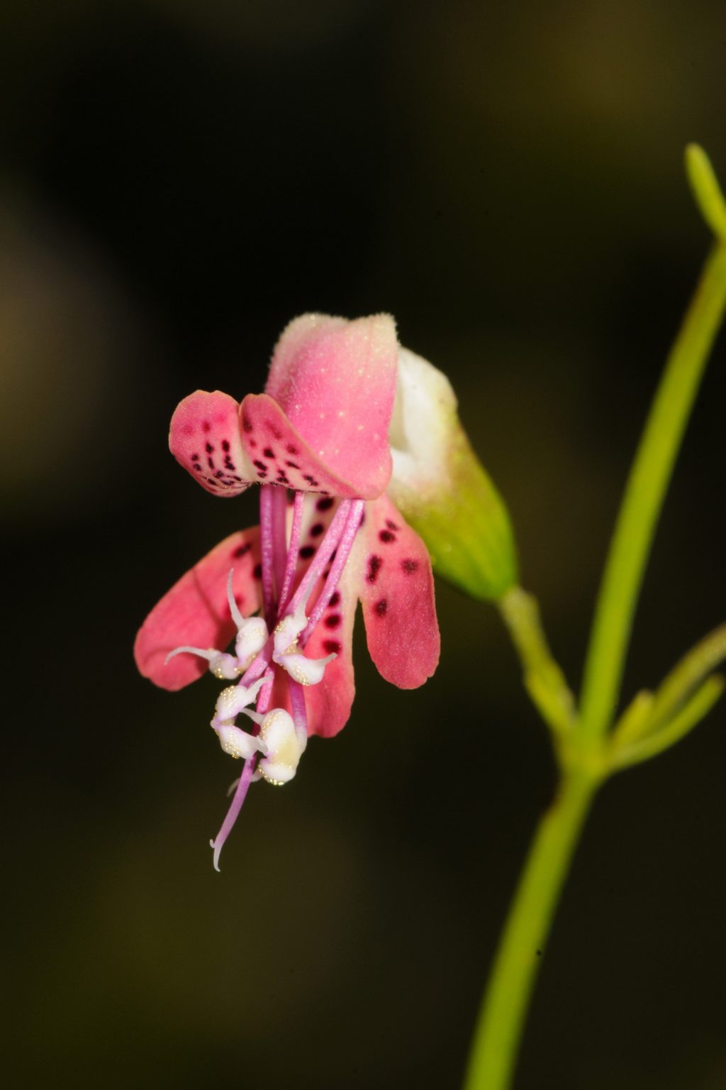 Pink flower with purple spots