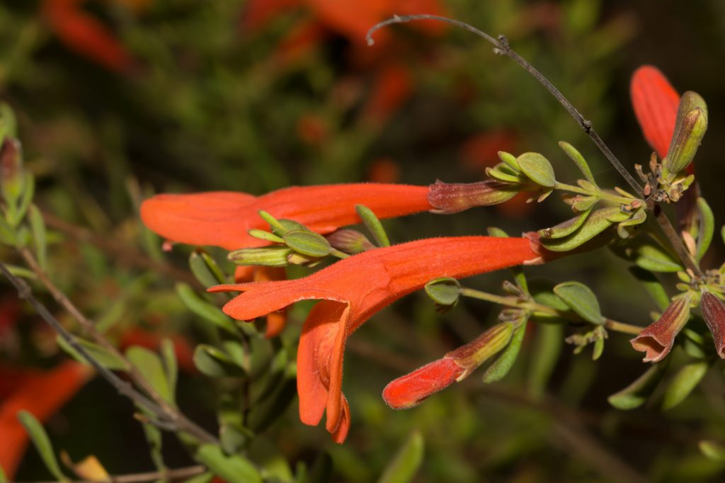 Two orange-red flowers growing from green stems