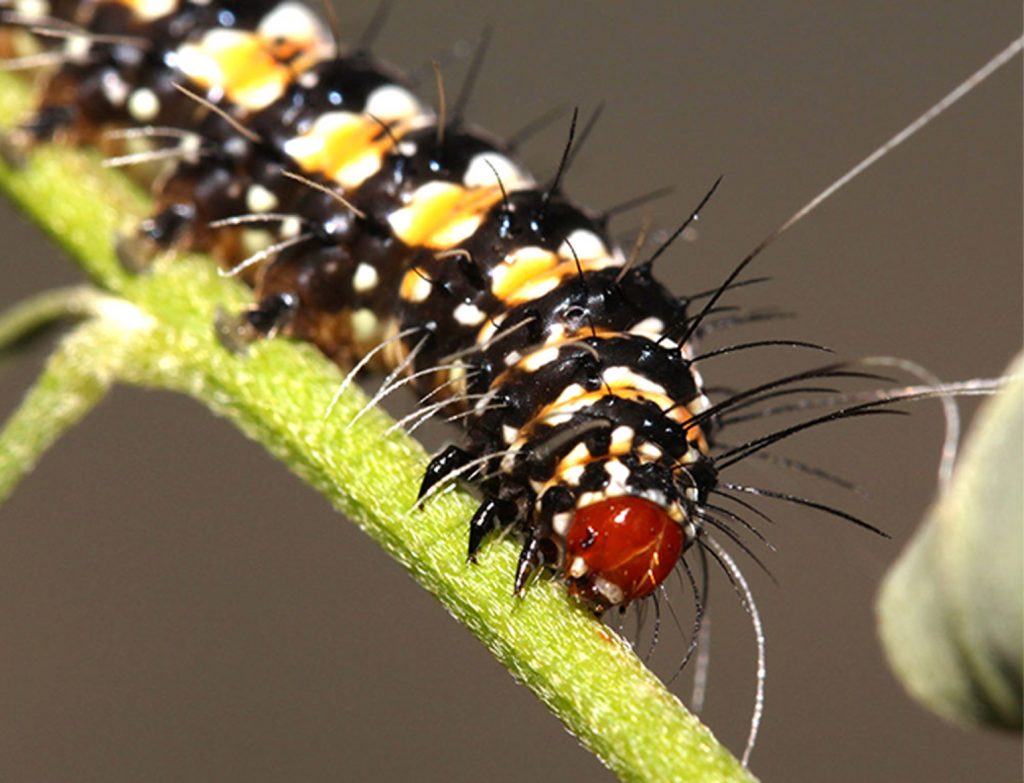 Caterpillar crawls over the stem.