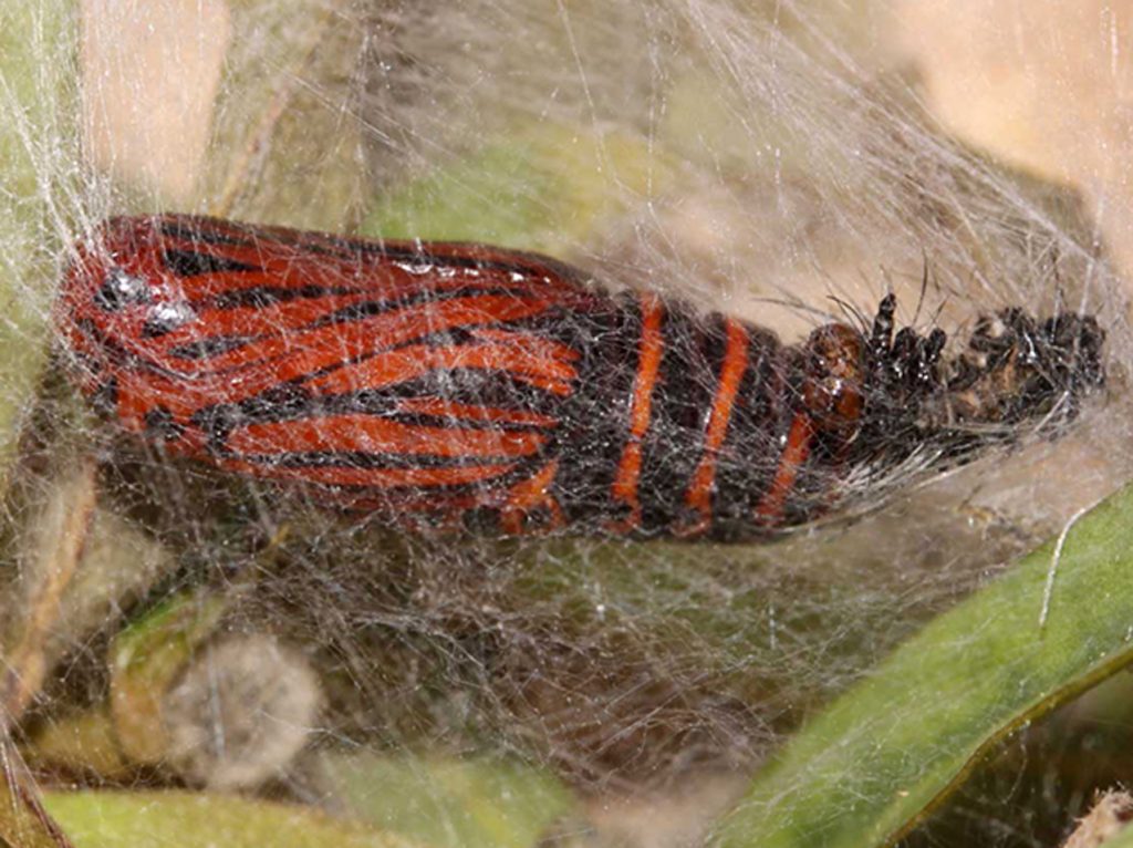 Moth develops in a cacoon