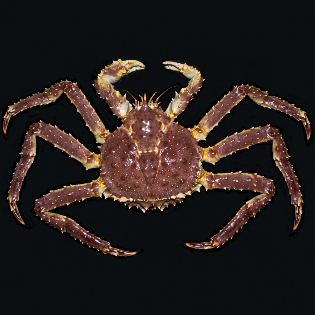 Photograph of a king crab.