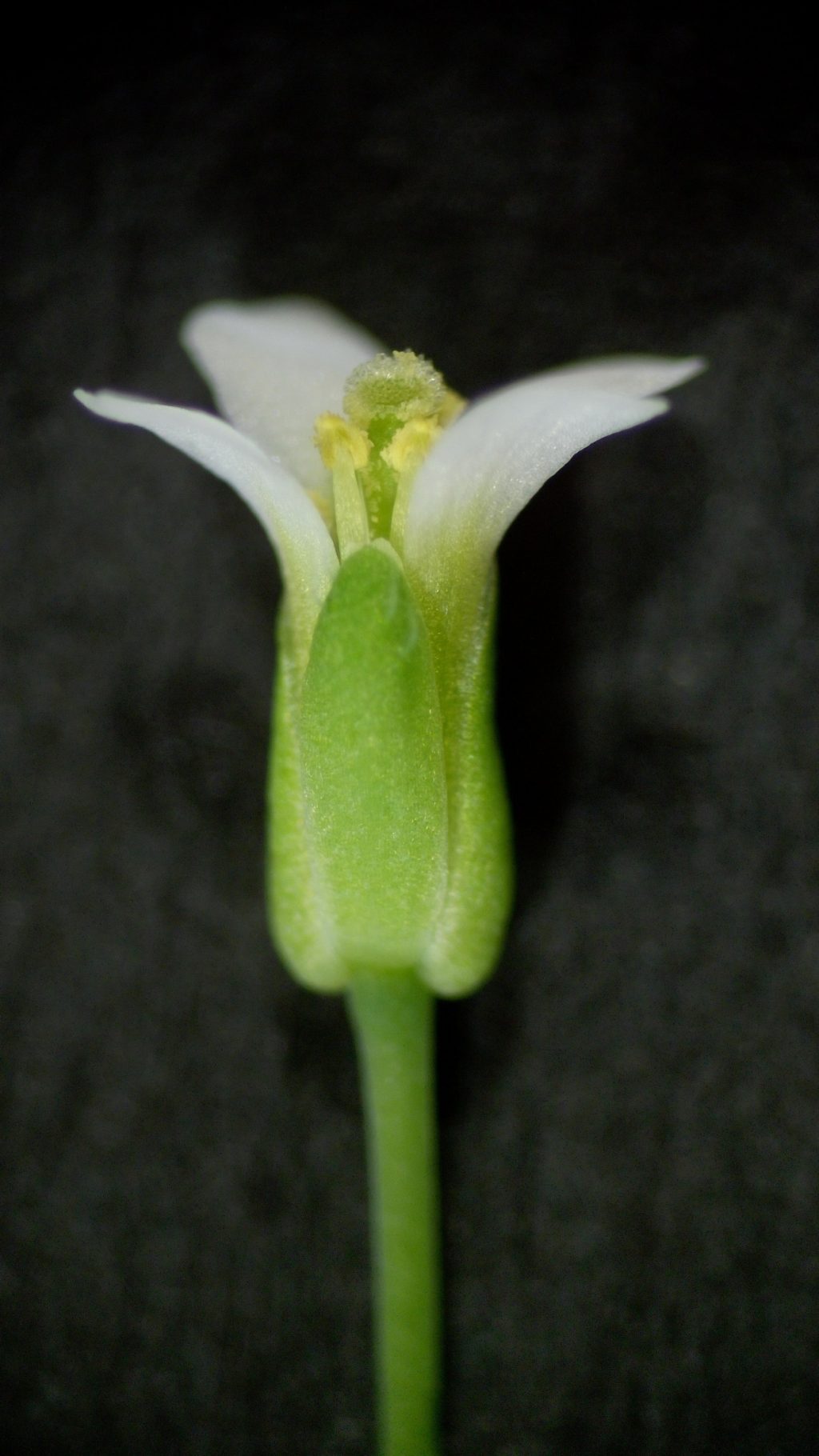Photo of flower on a black background.