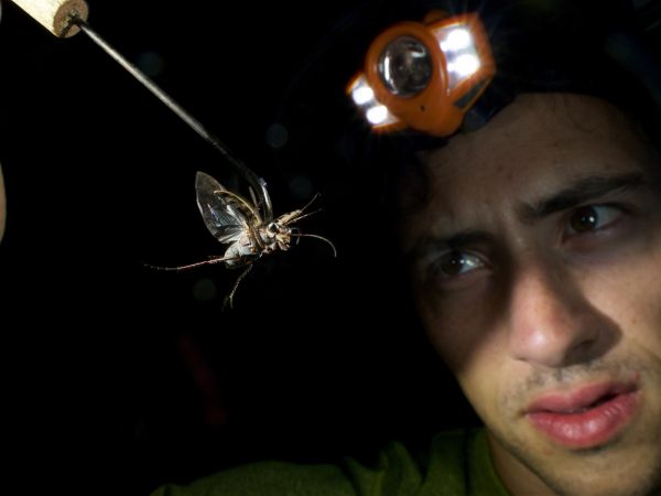 Harlan Gough wears a headlamp and examines a tiger beetle specimen he has caught. A bright light shines on the beetle. The background is black.