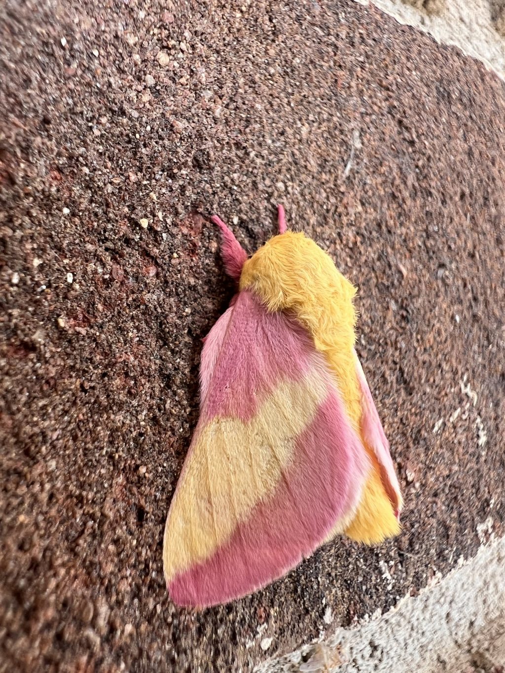 Moth rests on a brick wall.