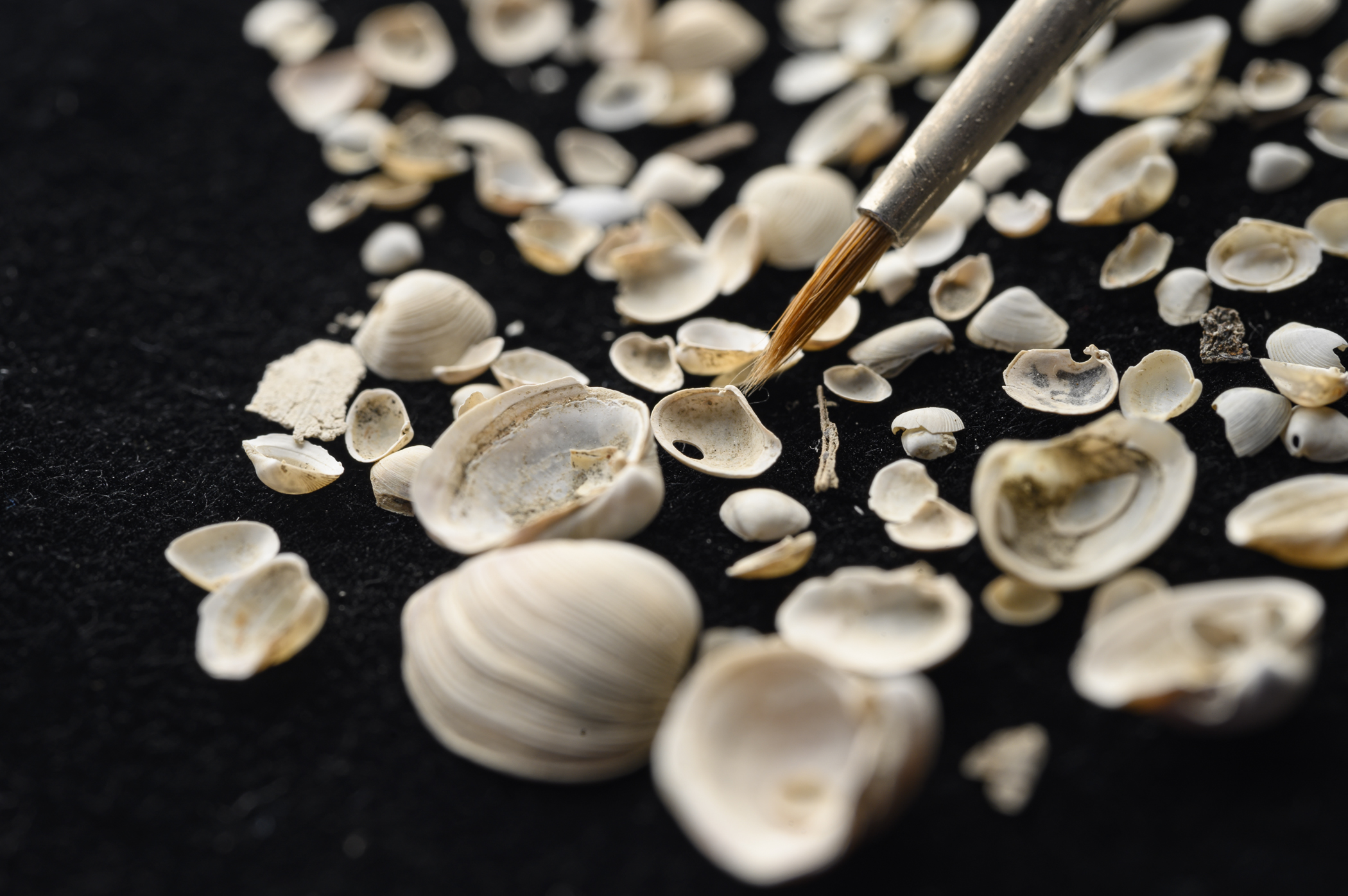 Fossils from the Adriatic Sea show a recent and worrying reversal