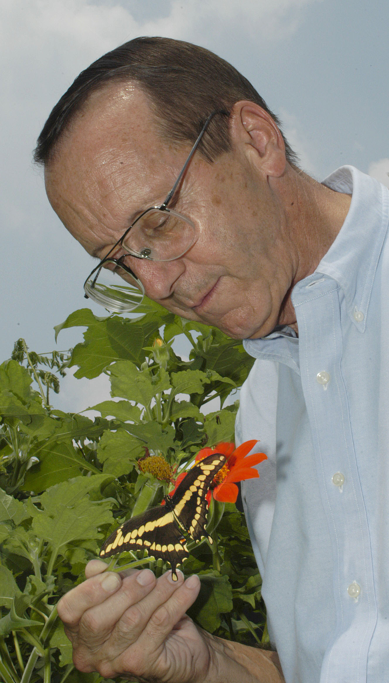 Person looks down at a Schaus' swallowtail butterfly perched on a Mexican sunflower.